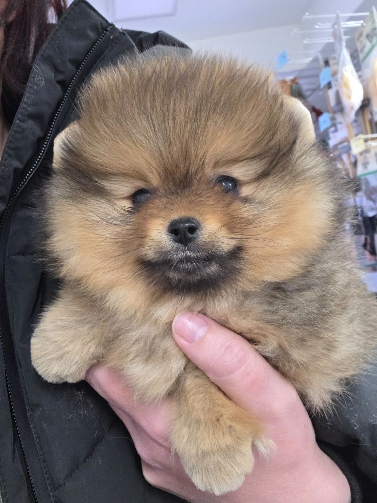 Nacarat Foxes - Chiots disponibles - Spitz allemand